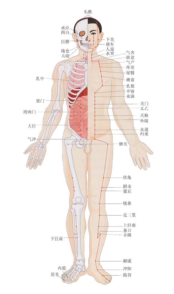 人体胃经准确位置图片图片